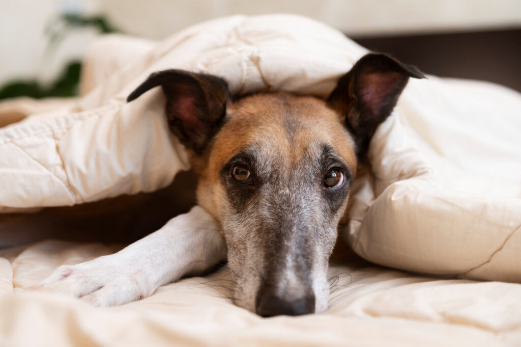 dormir mascotas beneficios